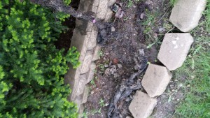 Main Line Sewer Rodding